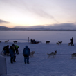 Norway 2 day dog sled expedition 2012